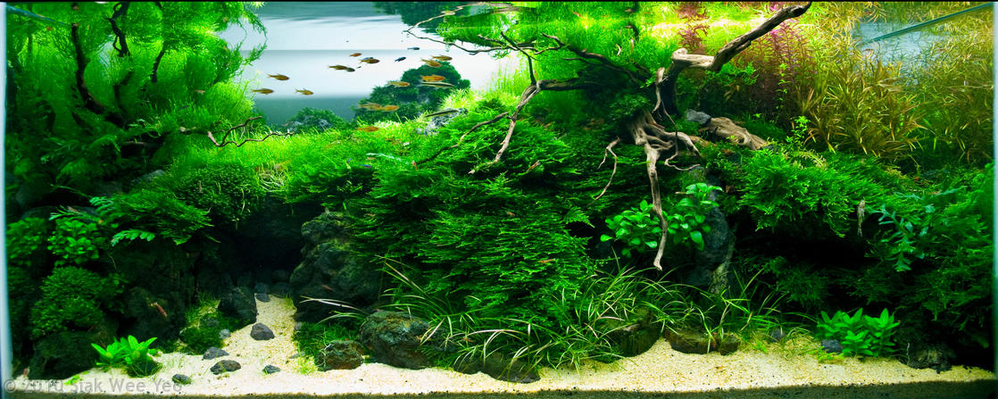 Aquarium CO2 System shown in a planted tank